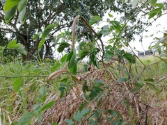 Oxybelis rutherfordi