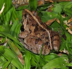 Fejervarya limnocharis