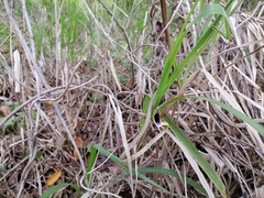 Oxybelis rutherfordi