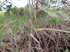 Oxybelis rutherfordi