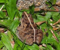 Fejervarya limnocharis