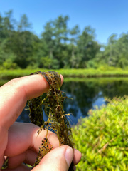 Utricularia geminiscapa