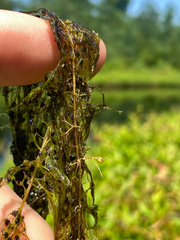 Utricularia geminiscapa