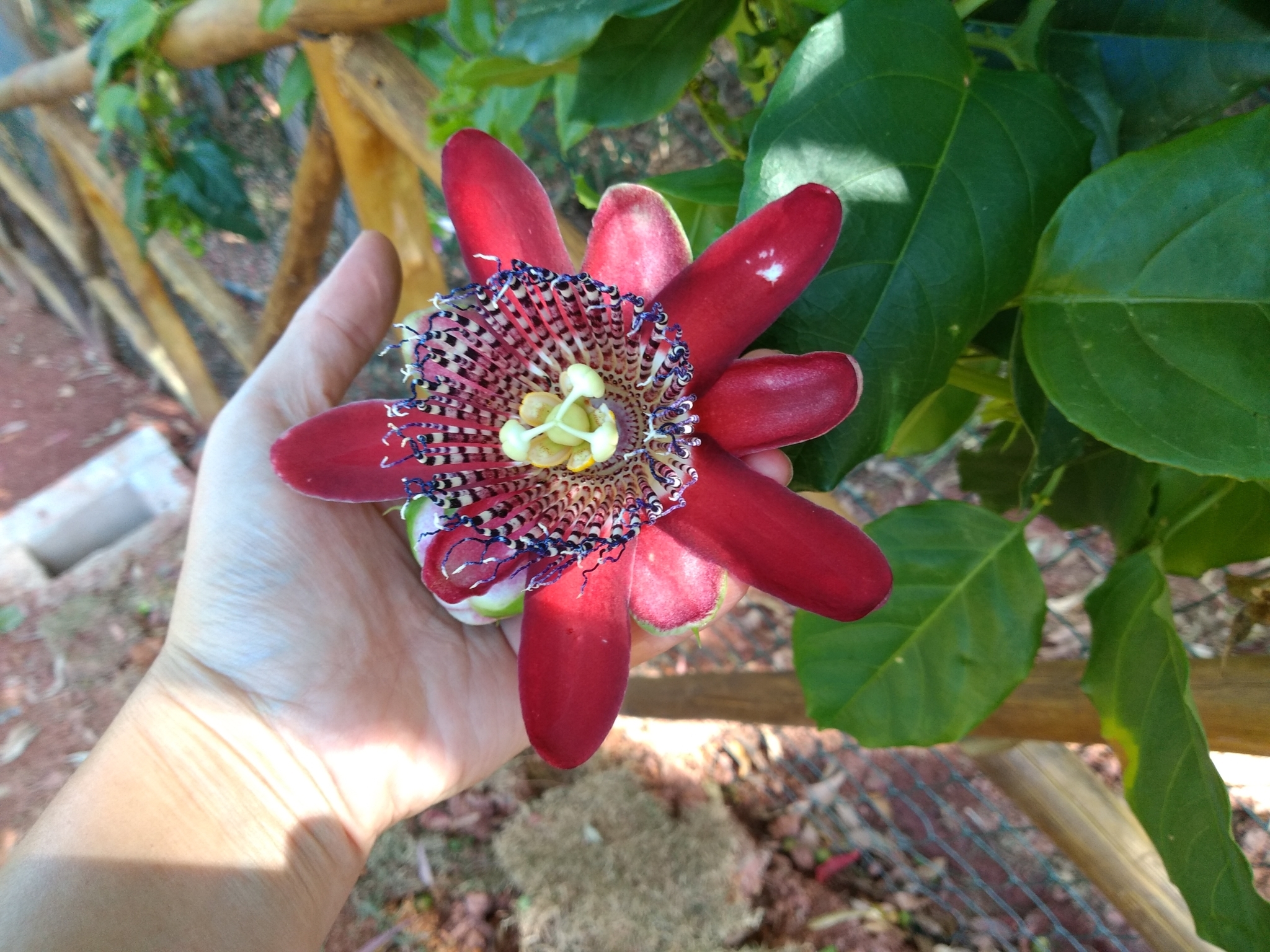 Passiflora alata