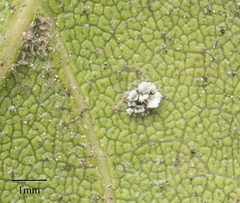 Aleuroplatus coronata