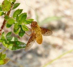Chrysanthrax edititius