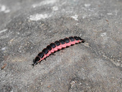 Microphotus angustus