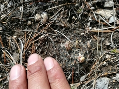 Mammillaria weingartiana
