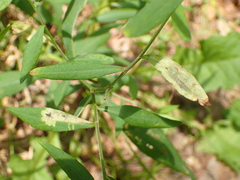 Calycomyza promissa