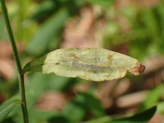 Calycomyza promissa