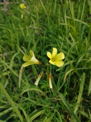 Oxalis pes-caprae
