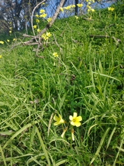 Oxalis pes-caprae