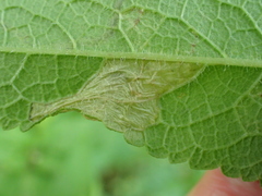 Leucospilapteryx venustella