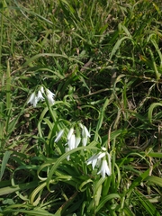 Allium triquetrum