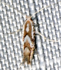 Phyllonorycter propinquinella