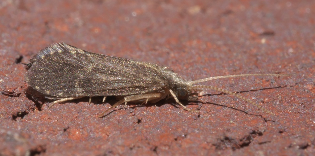 Cyrnellus fraternus