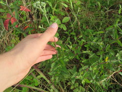 Eupatorium pilosum