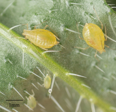 Myzus persicae