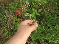 Eupatorium pilosum