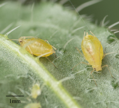 Myzus persicae
