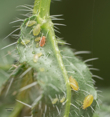 Myzus persicae
