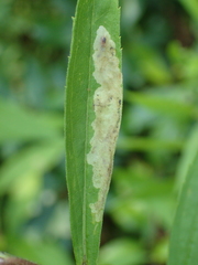 Calycomyza solidaginis