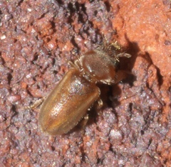 Tropicus pusillus