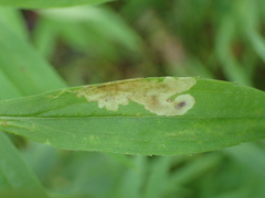 Calycomyza solidaginis