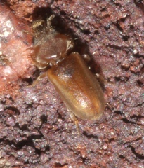 Tropicus pusillus