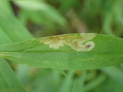 Calycomyza solidaginis