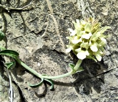 Sideritis hyssopifolia