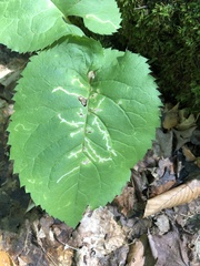 Scrobipalpula manierreorum