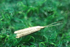 Lecithocera imprudens