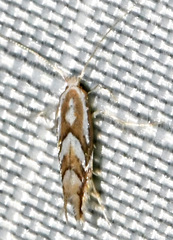 Phyllonorycter propinquinella