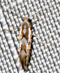 Phyllonorycter propinquinella
