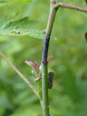 Oberea perspicillata