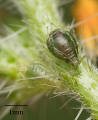 Myzus persicae
