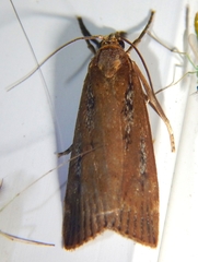 Occidentalia comptulatalis