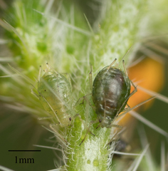 Myzus persicae
