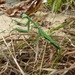 False Garden Mantis - Photo (c) Donald Hobern, some rights reserved (CC BY)