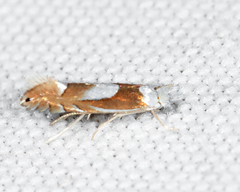 Phyllonorycter fitchella