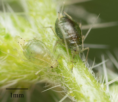 Myzus persicae