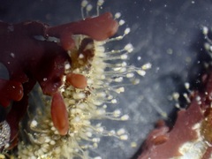 Entoprocta