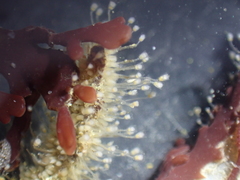Entoprocta