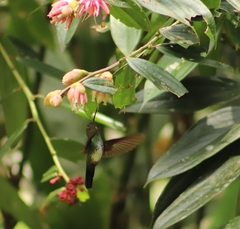 Haplophaedia aureliae