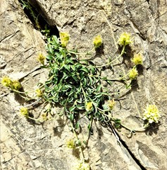 Sideritis hyssopifolia