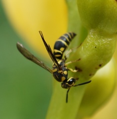 Stenodyneriellus guttulatus