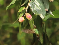Haplophaedia aureliae