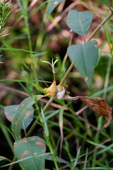 Puccinia minutissima