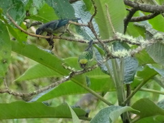 Ixothraupis xanthogastra